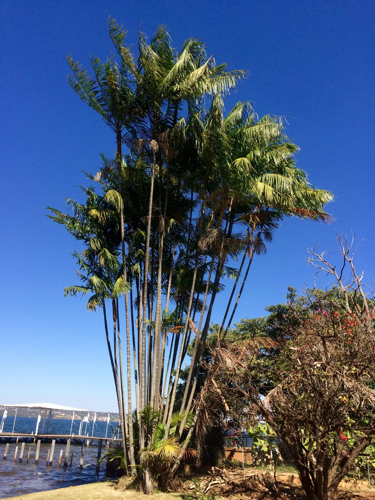 Euterpe oleracea: eine mehrstämmige Gruppe von Açaí-Palmen, fotografiert in Brasília.