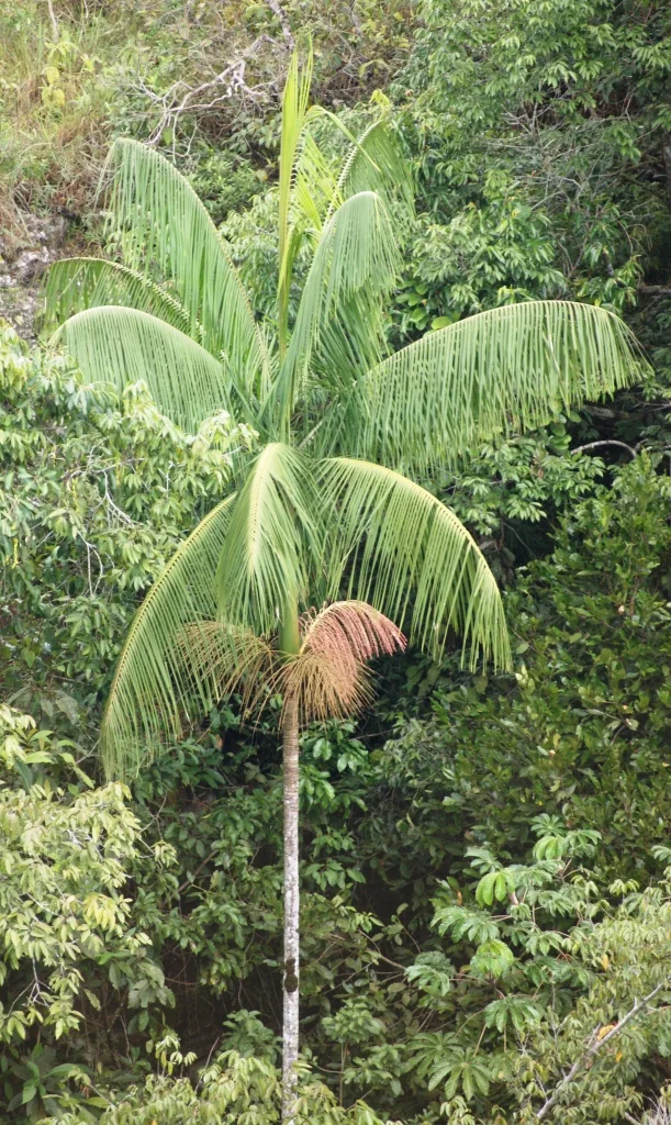 Juçara-Palme (Euterpe edulis) im Parque Estadual da Serra dos Pirineus bei Pirenópolis, Goiás, Brasilien.