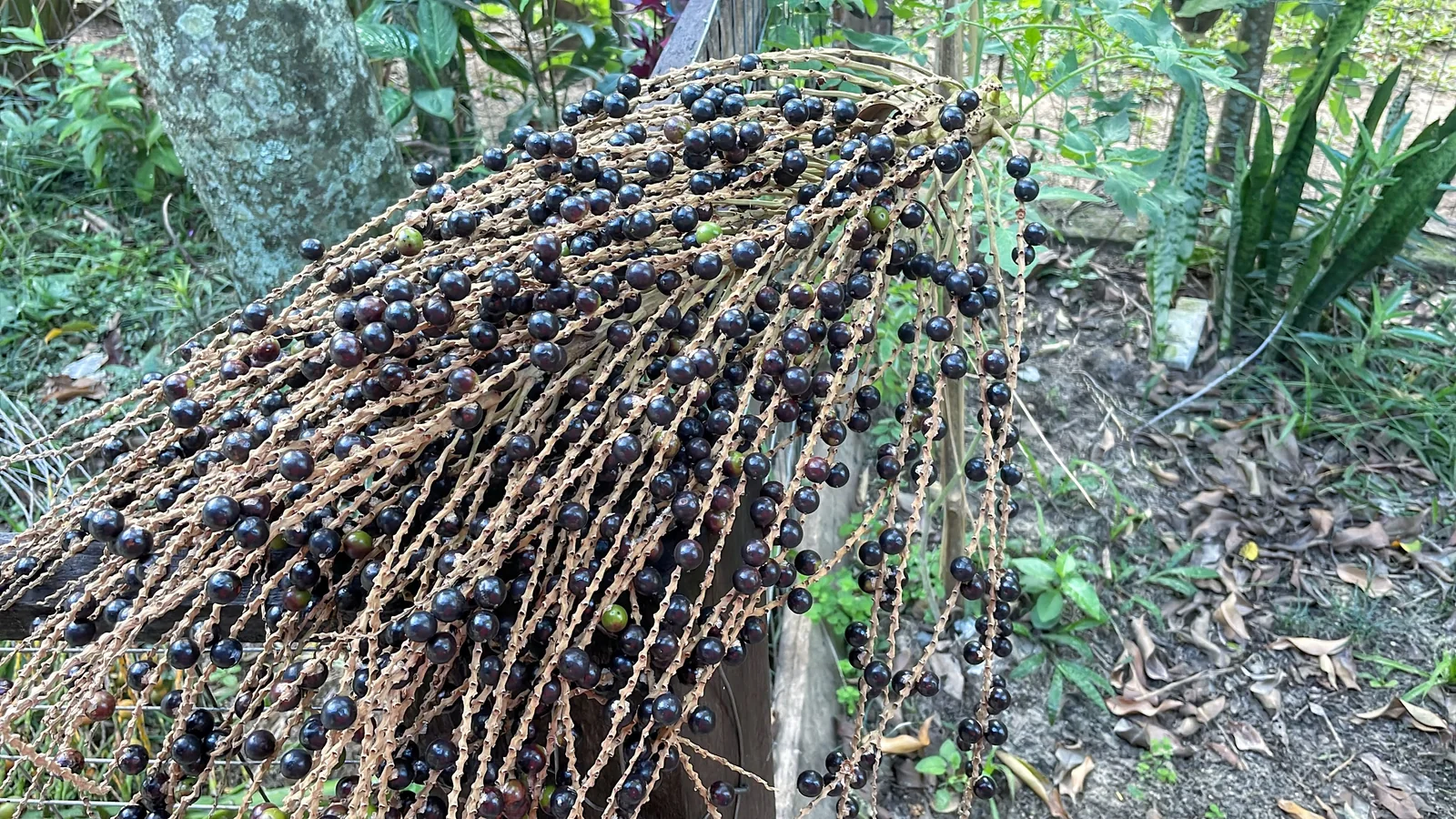 Frisch geernteter Fruchtstand der Juçara-Palme (Euterpe edulis).