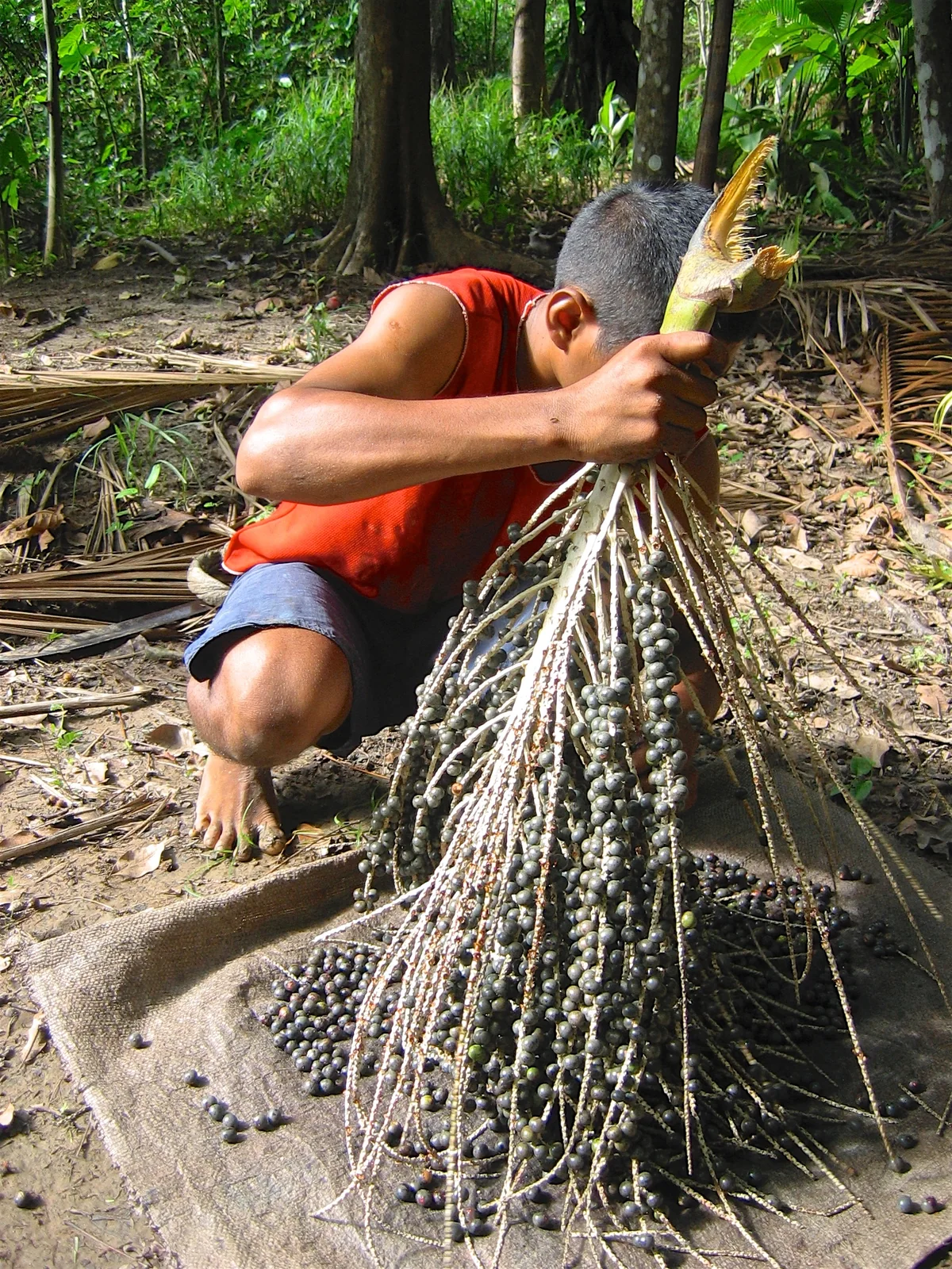 Açaí-Ernte in Macapá, Brasilien. Dokumentarische Aufnahme von 2008.