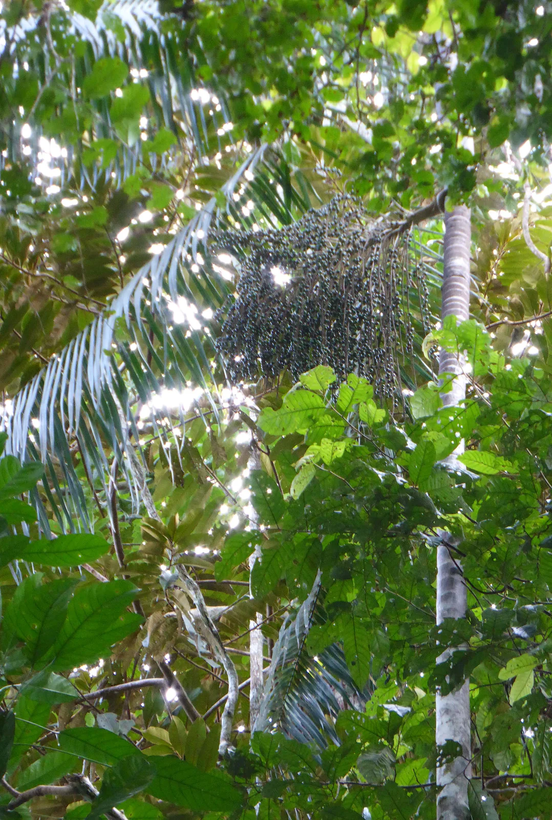 Euterpe oleracea im Palmarí-Reservat am Rio Javarí, Amazonas, Brasilien.