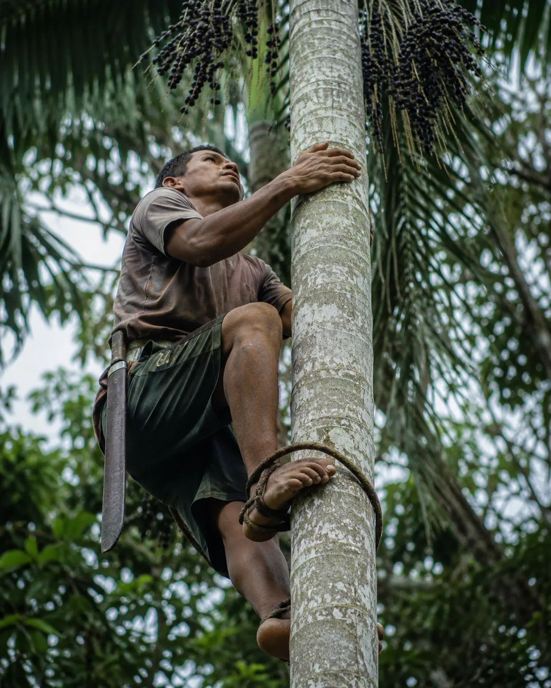Handlese der Açaí-Beere von der Palme im Amazonas-Wald